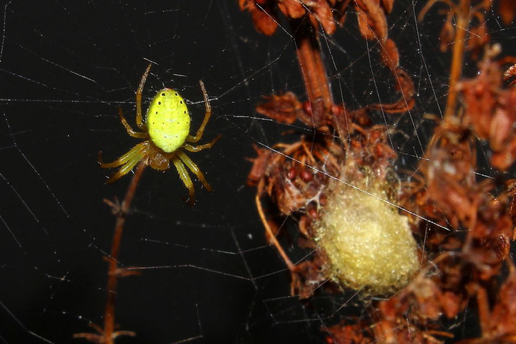 Araniella sp. con ovisacco M.te Cornua (GE)